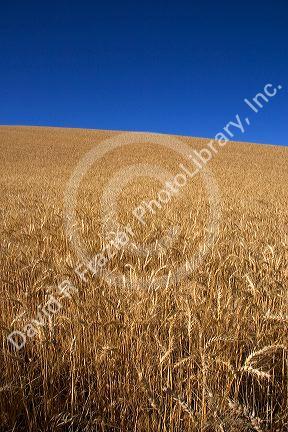 Ripe wheat ready for harvest near Pendleton, Oregon.