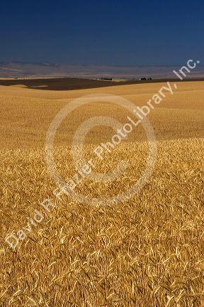 Ripe wheat ready for harvest near Pendleton, Oregon.