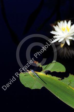 A dragonfly and water lily.