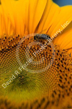 Honey bee on a sunflower.