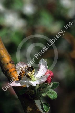 Honey bee on apple blossoms.