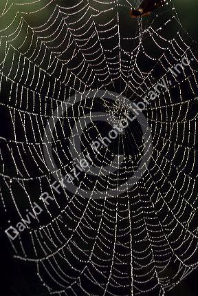 Drops of dew form pearls on a spider web.