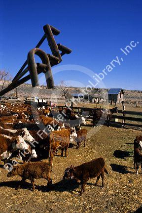 Cattle waiting to be branded. A close up view of the brand being used. The brand is