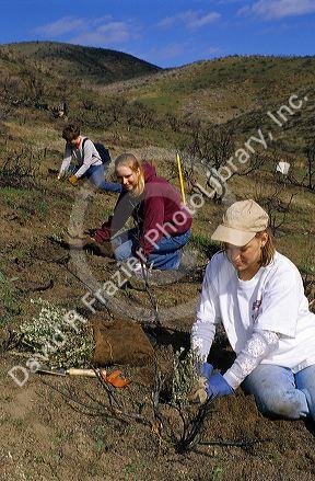 Student volunteers planting sage brush in an area burned by a wild fire, Idaho.