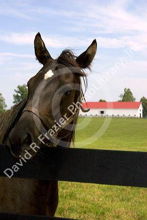 Thoroughbred horse portrait on a farm near Lexington, Kentucky.