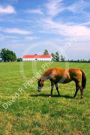Horses graze on a farm near Lexington, Kentucky.
