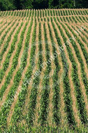Rows of corn in Iowa.