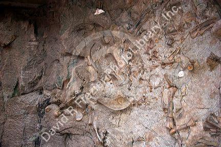 Fossil bone quarry at the Dinosaur National Monument at Vernal, Utah.