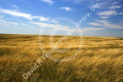Prairrie grass near Pine Bluff, Nebraska.