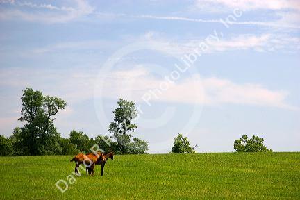 Horses graze on a farm near Lexington, Kentucky.