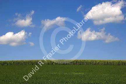 Corn and soy bean crops, Iowa.