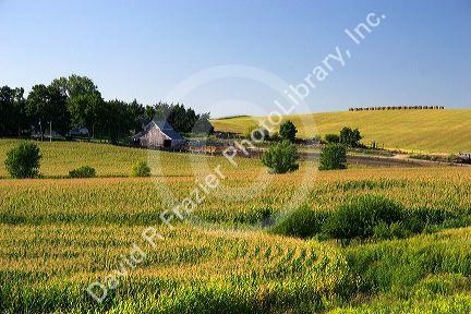 Corn field and farm north of Toledo, Iowa.