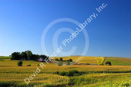Corn field and farm north of Toledo, Iowa.