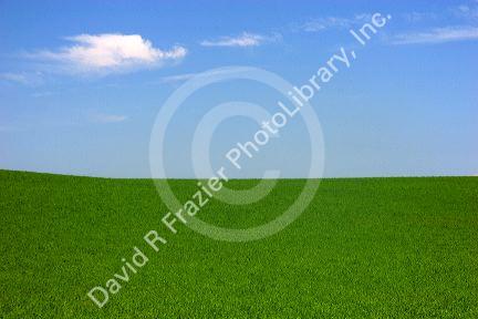 Green alfalfa field with blue sky.