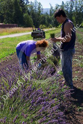 Workers harvest lavender plants near Port Angeles, Washington.