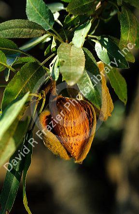 An almond hangs from the tree in a grove in Central California.