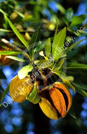 Almonds hangs from the tree in a grove in Central California.