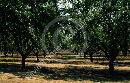Almond grove in Central California.