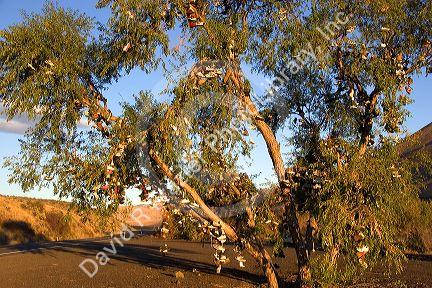 A tree covered in shoes near Juntura, Oregon.