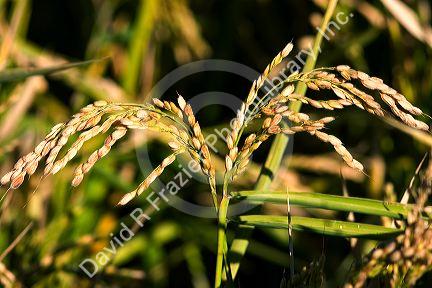 Close up image of rice grain growing near Richvale, California.