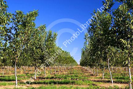 An orchard of young  walnut trees in Glenn, California.