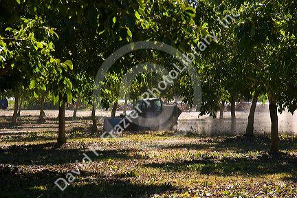 A windrow machine sweeps fallen walnuts into rows at harvest time in Glenn, California.