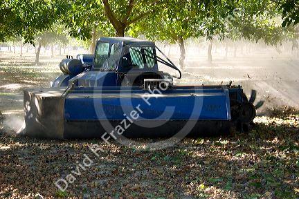 A windrow machine sweeps fallen walnuts into rows at harvest time in Glenn, California.