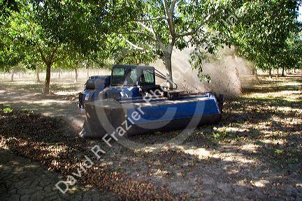 A windrow machine sweeps fallen walnuts into rows at harvest time in Glenn, California.