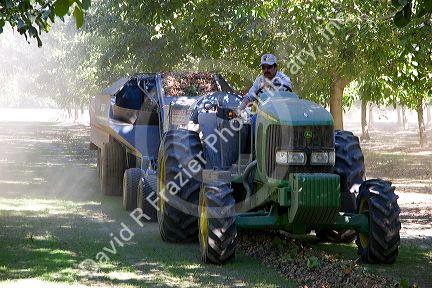 Machinery gathering windrowed walnuts at harvest time in Glenn, California.