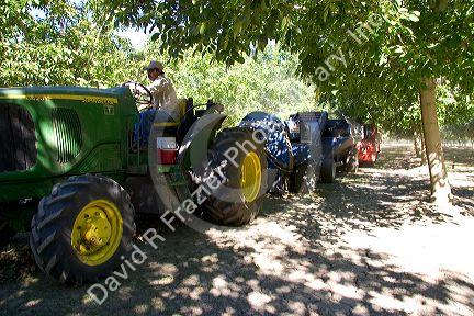 Machinery gathering windrowed walnuts at harvest time in Glenn, California.