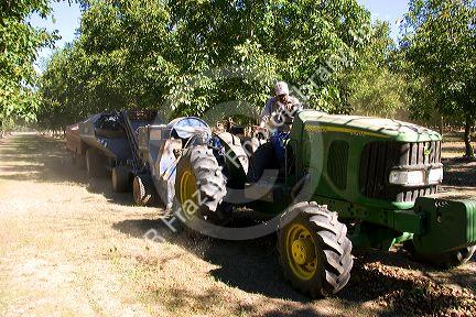 Machinery gathering windrowed walnuts at harvest time in Glenn, California.