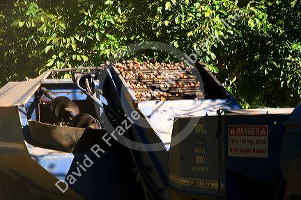 Machinery gathering windrowed walnuts at harvest time in Glenn, California.