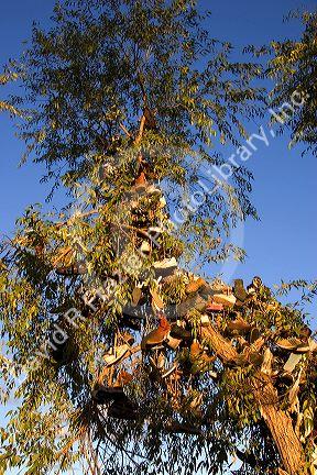 A tree covered in shoes near Juntura, Oregon.