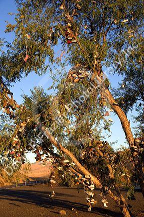 A tree covered in shoes near Juntura, Oregon.