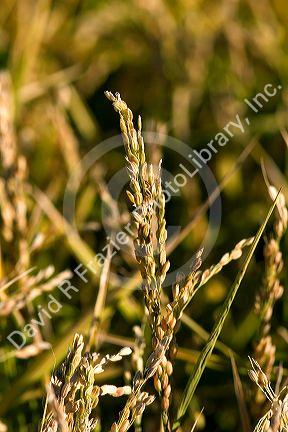 Close up image of rice grain growing near Richvale, California.