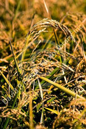 Close up image of rice grain growing near Richvale, California.