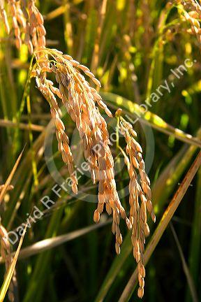 Close up image of rice grain growing near Richvale, California.