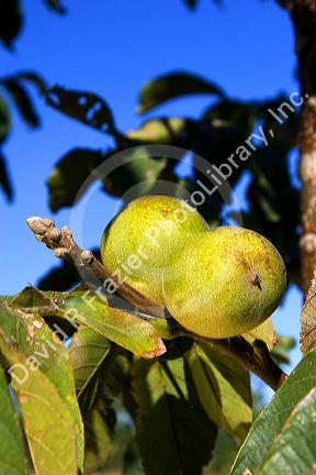 A walnut growing in it's green fleshy skin hangs from the tree in Glenn, California.