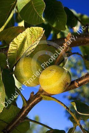 A walnut growing in it's green fleshy skin hangs from the tree in Glenn, California.