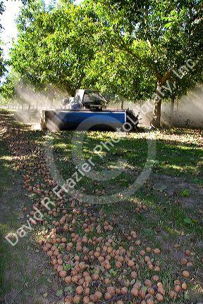 A windrow machine sweeps fallen walnuts into rows at harvest time in Glenn, California.