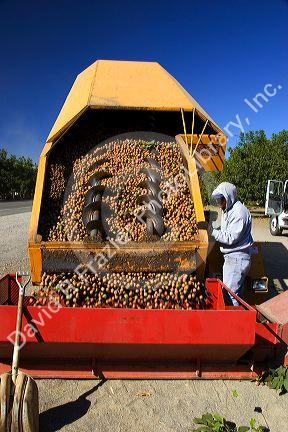 A worker views newly harvested walnuts being dumped from the transporter in Glenn, California.