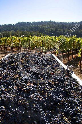 Harvested wine grapes in Napa Valley, California.