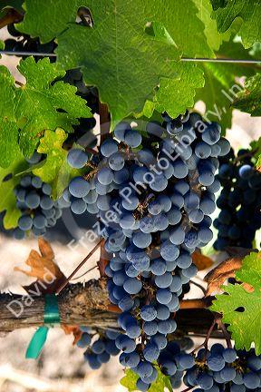 Wine grapes hang from the vine in Napa Valley, California.