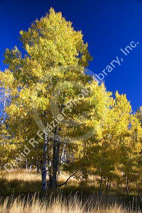 Aspens changing color in autumn near Lake Tahoe in the California Sierra Mountains.
