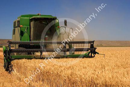 A combine harvesting wheat grain in Eastern Oregon.