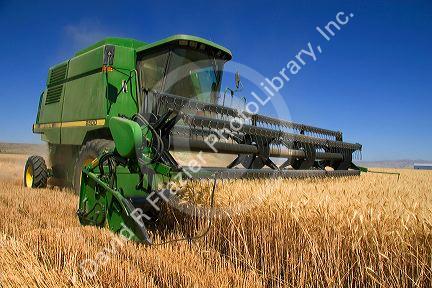 A combine harvesting wheat grain in Eastern Oregon.