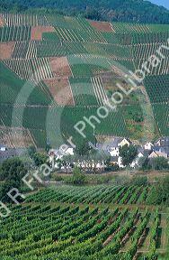 Vineyards along the Mosel River in Germany.