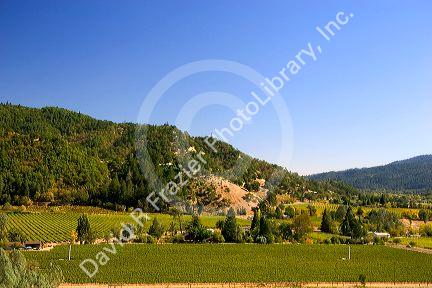 Valley with vineyards in Calistoga, California.