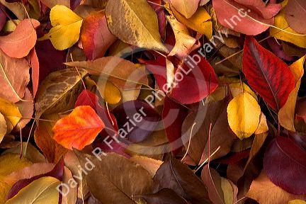 Autumn colors of fallen leaves in Idaho. Mostly ornamental pear.