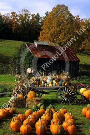 Pumpkins and squash at a produce stand in Waits River, Vermont.